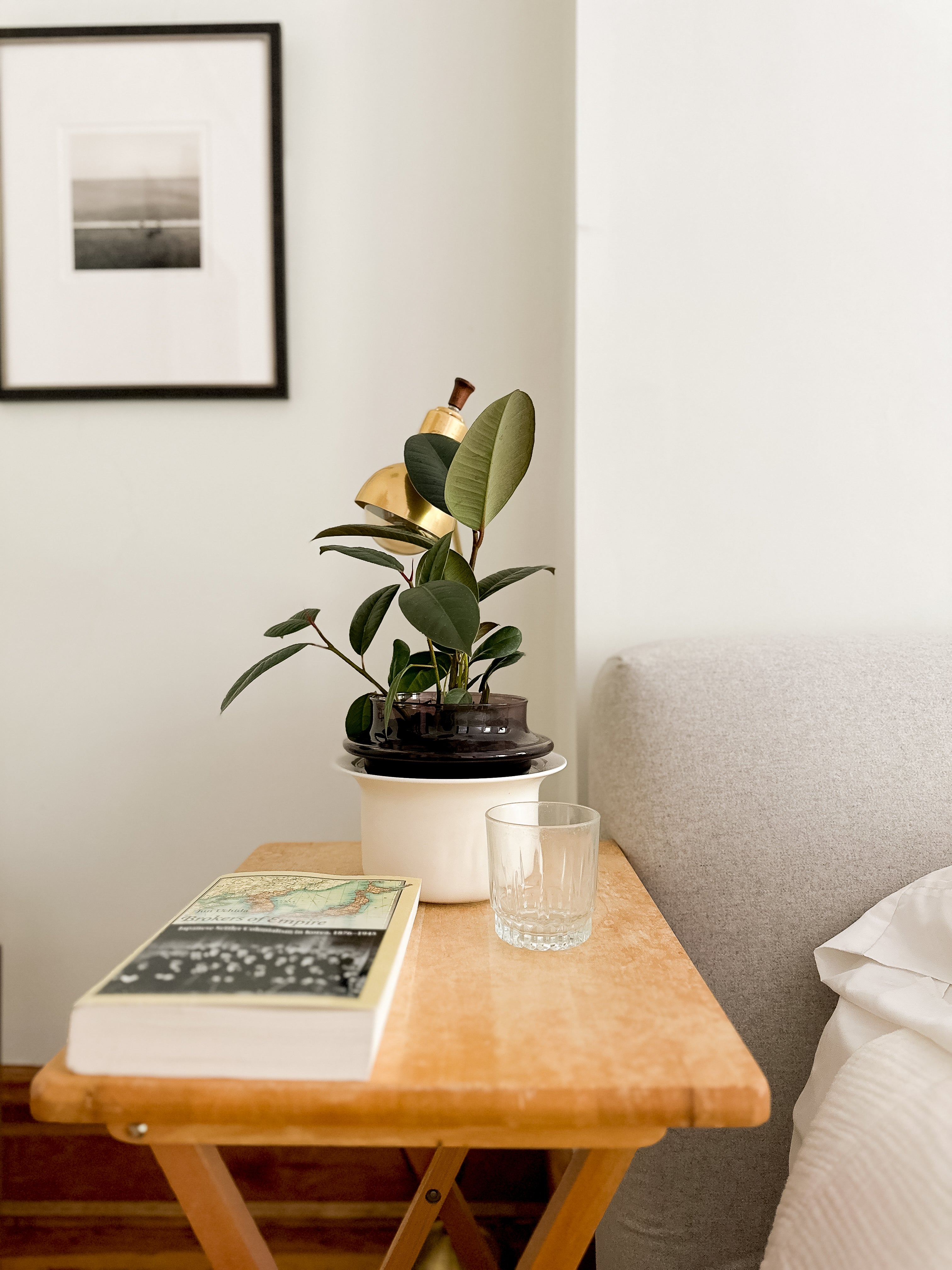 Medium Plants