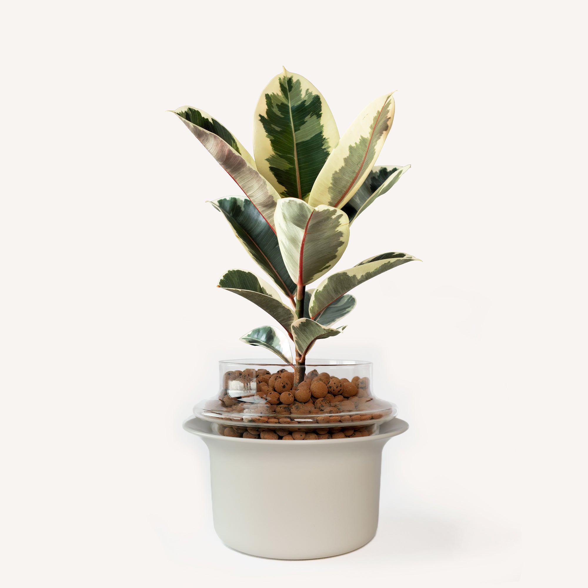Medium,Transparent,Ivory