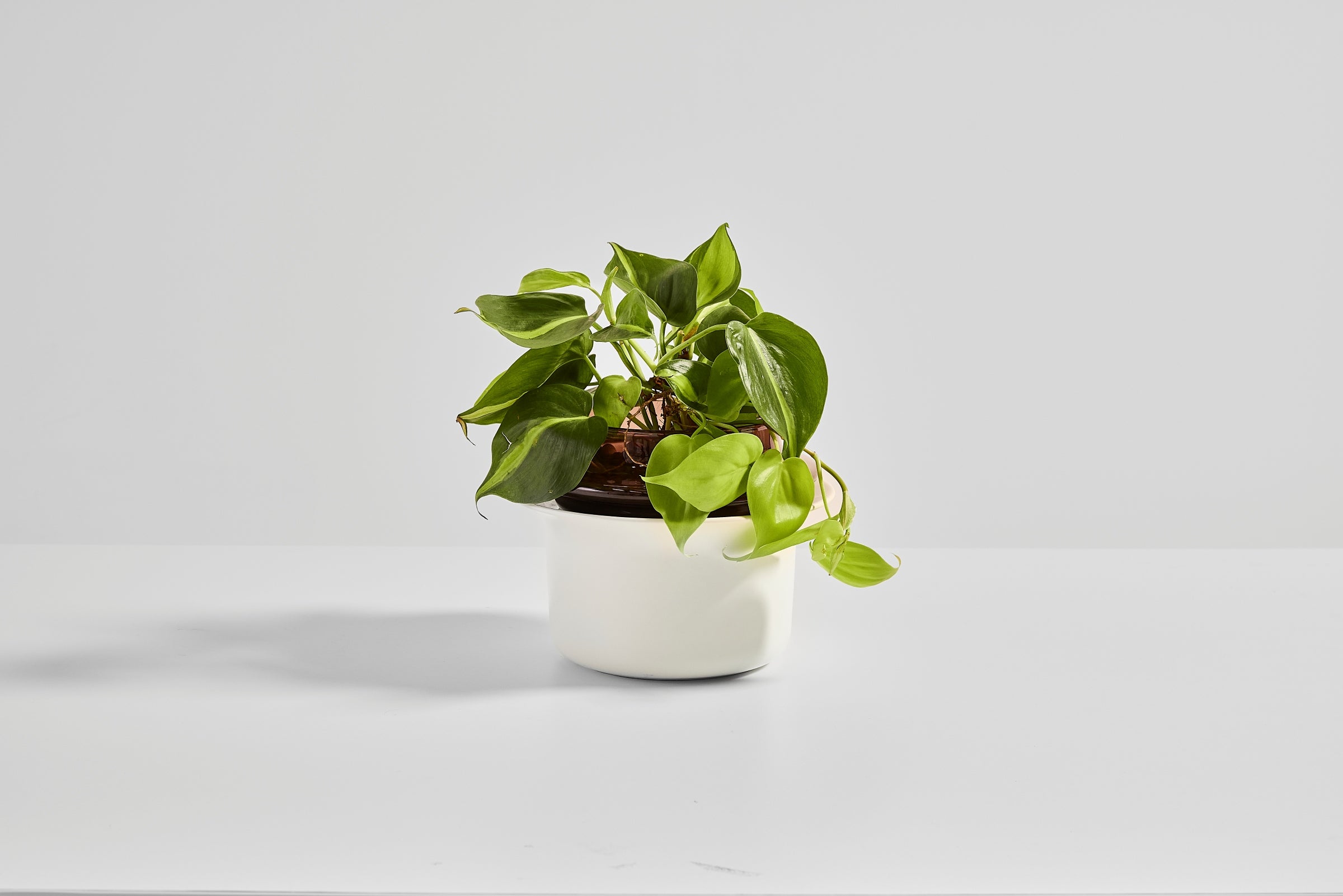 New to Plants